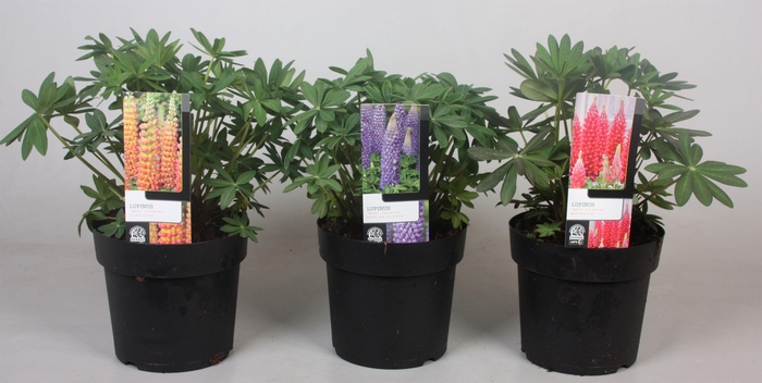 <h4>Lupinus 'West Country' Mix - 19 cm</h4>