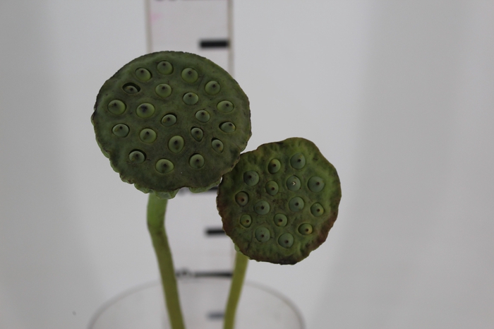 <h4>SEMENTE DE LOTUS</h4>