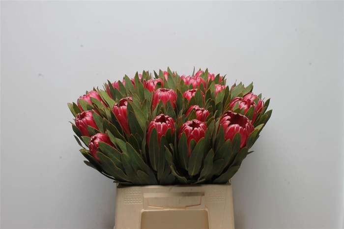<h4>Protea Brenda</h4>
