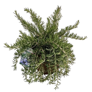 ROSMARIN OF PROSTRAT