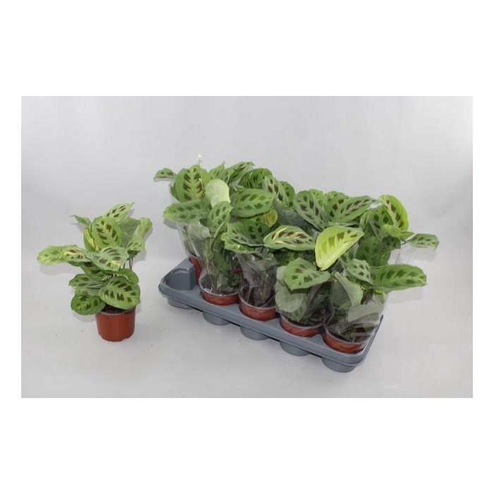 <h4>MARANTA KERCHOVEANA</h4>