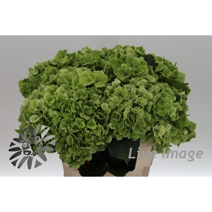 Hydrangea mag emerald classic
