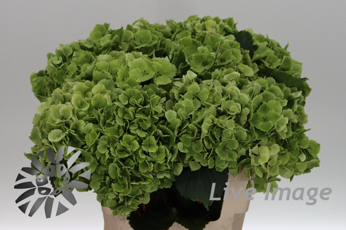 <h4>Hydrangea mag emerald classic</h4>