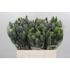 Eryngium Electric Dynamite