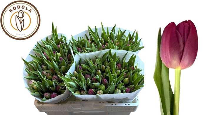 <h4>TU DU MARGARITA</h4>