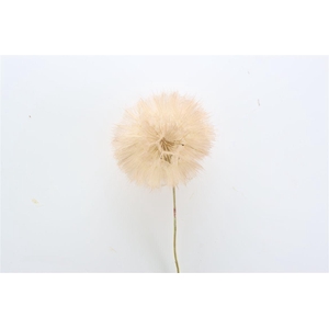 Pres Puste Flower Coffee