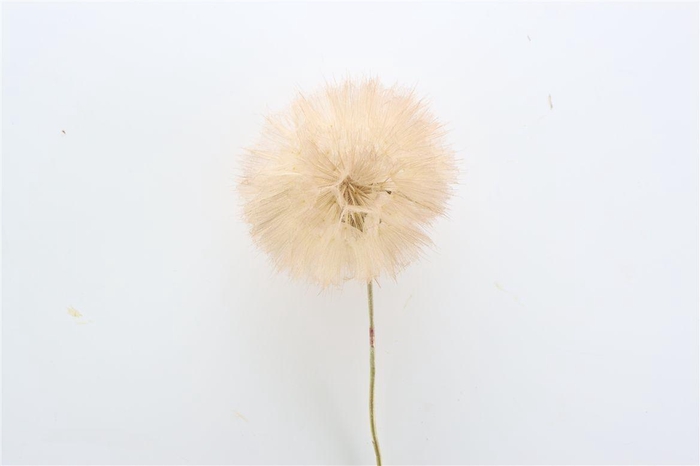 <h4>Pres Puste Flower Coffee</h4>