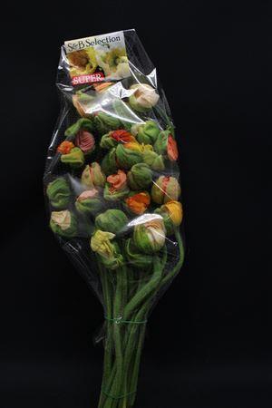 Papaver Bloeiend Super