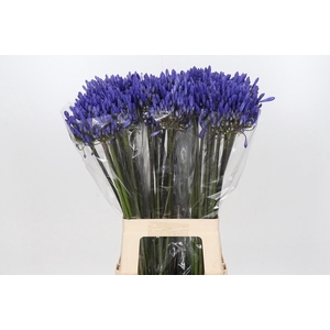 Agapanthus FU 'Dark Ocean'