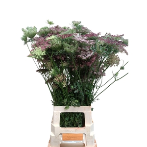 Daucus Carota Dara