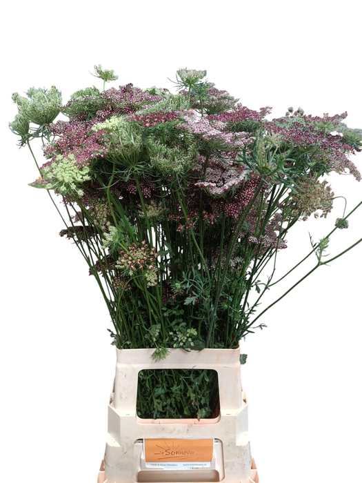 <h4>Daucus Carota Dara</h4>