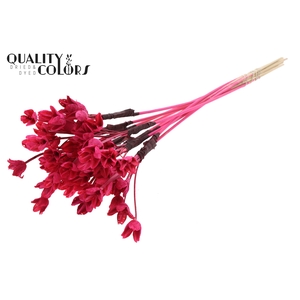 Bakuli On Stem Bleached Cerise