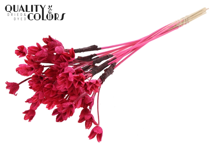 <h4>Bakuli On Stem Bleached Cerise</h4>