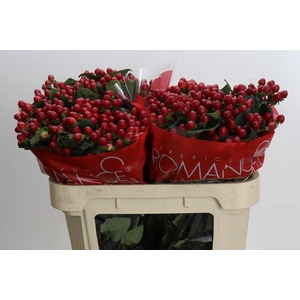 Hypericum True Romance