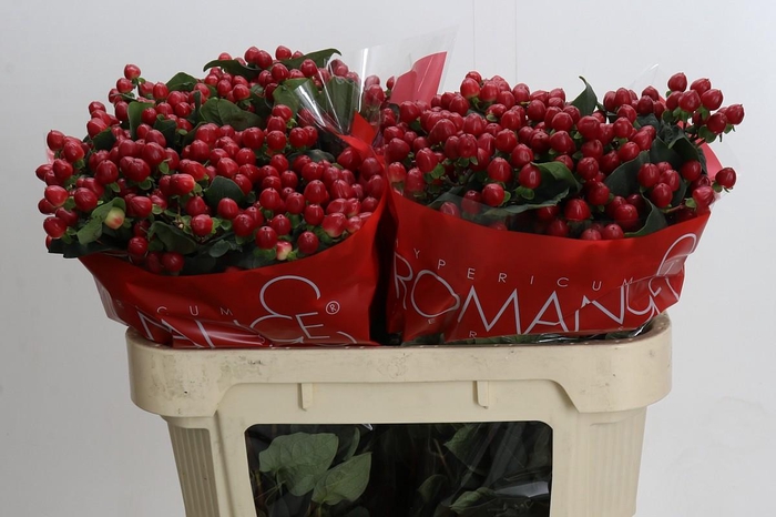 Hypericum True Romance