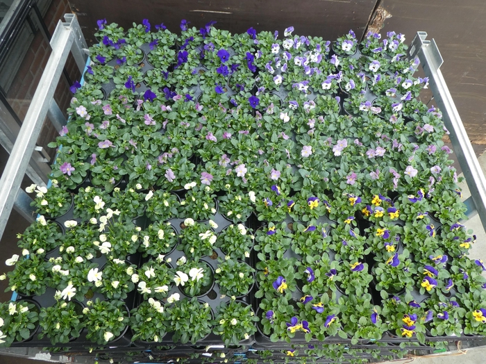 <h4>VIO CORNUTA</h4>