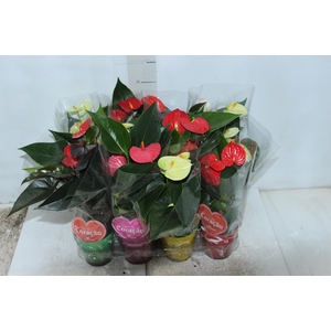 ANTHURIUM VARIADO P09