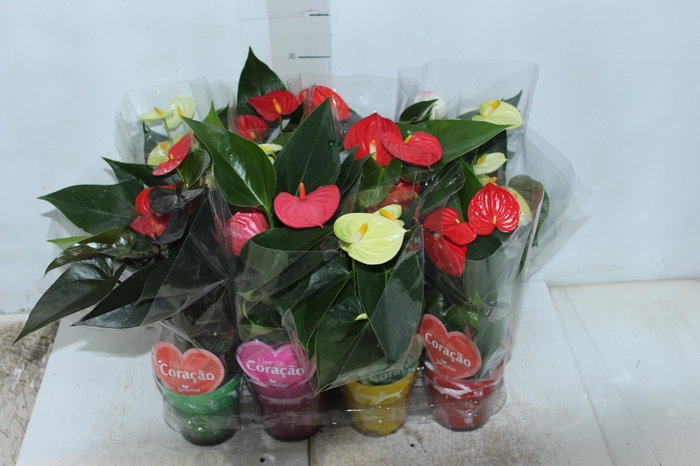 <h4>ANTHURIUM VARIADO P09</h4>