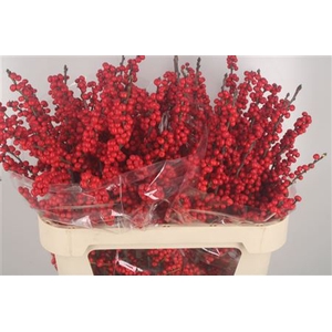 Ilex Verticilata Red Extra