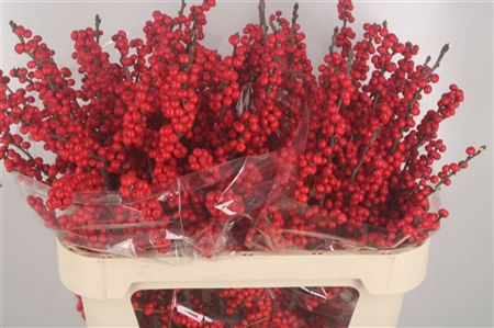 <h4>Ilex Verticilata Red Extra</h4>