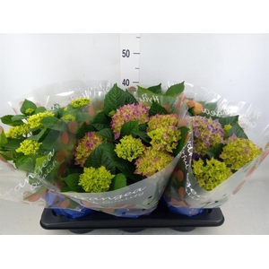 Hydrangea mac.   ...mix