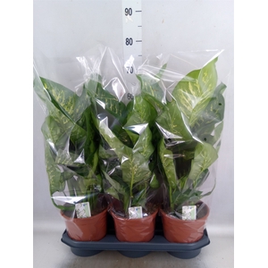 Dieffenbachia seg. 'Tropic Snow'