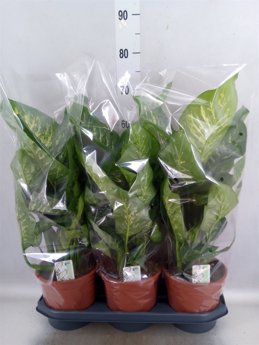 Dieffenbachia seg. 'Tropic Snow'