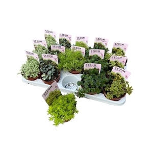 SEDUM OV
