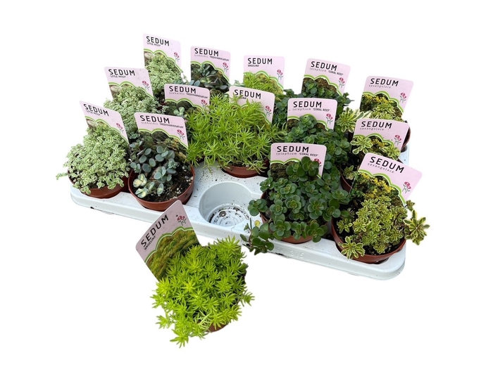 <h4>SEDUM OV</h4>