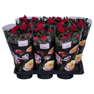 Nolina Palace Ø 17 cm Red st. 2-3