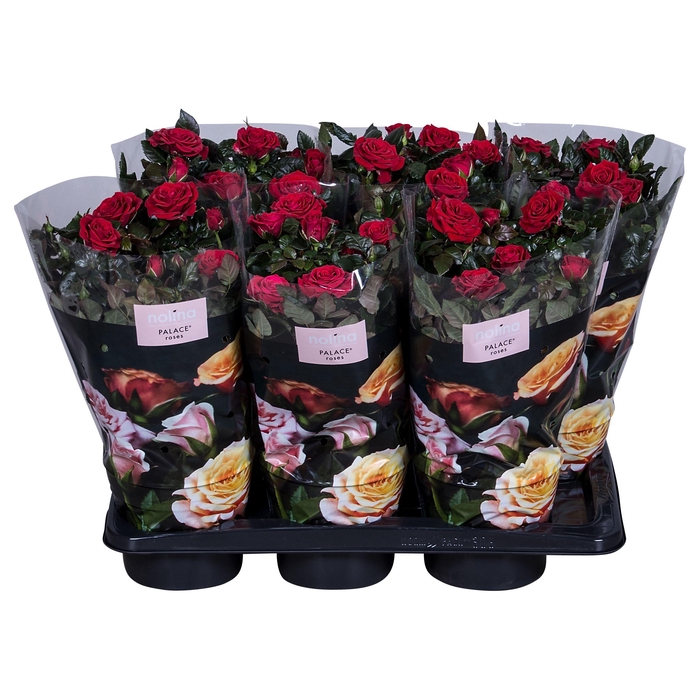 <h4>Nolina Palace Ø 17 cm Red st. 2-3</h4>