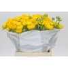 Ranunculus Clooney Yellow