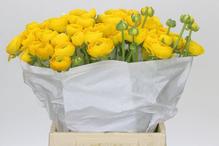 Ranunculus Clooney Yellow