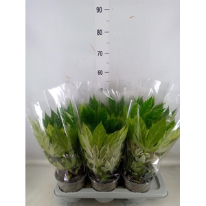 Fatsia japonica 'Variegata'