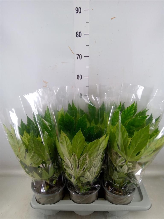 <h4>Fatsia japonica 'Variegata'</h4>