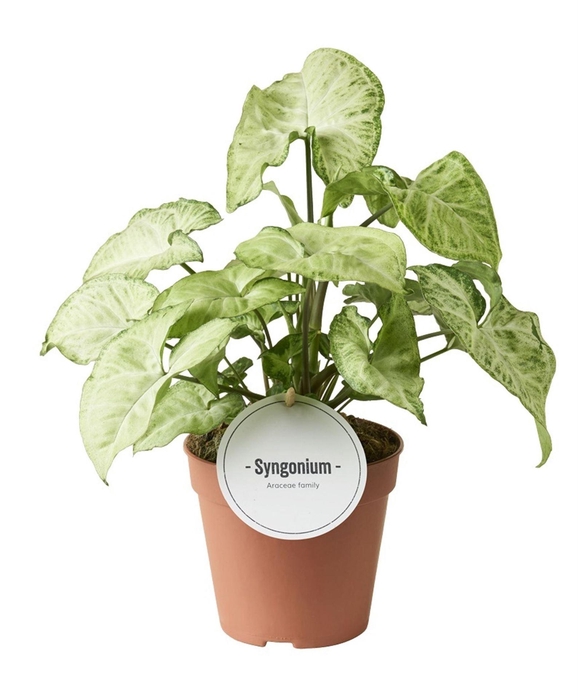 <h4>Syngonium</h4>