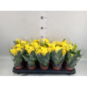 Zantedeschia  'Sunclub'
