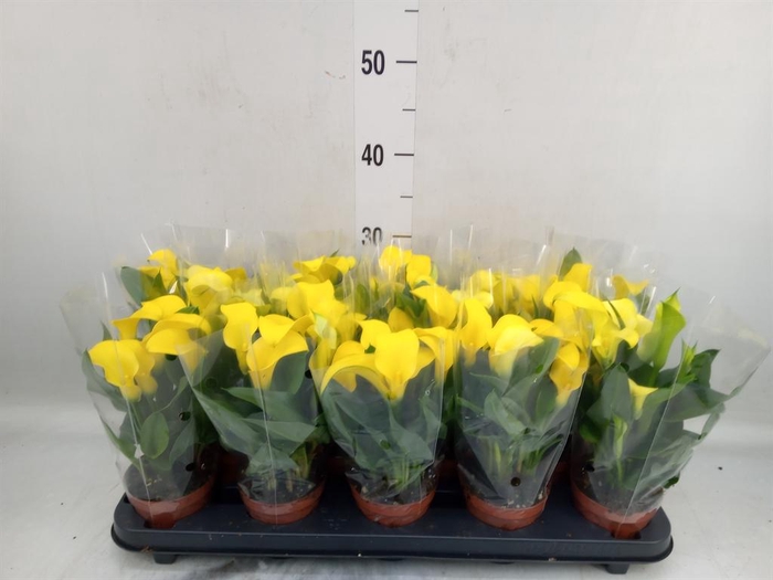 <h4>Zantedeschia  'Sunclub'</h4>
