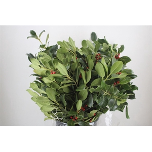 Hulst Berry P Bunch