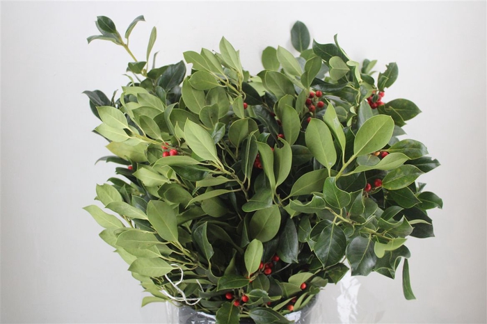 <h4>Hulst Berry P Bunch</h4>