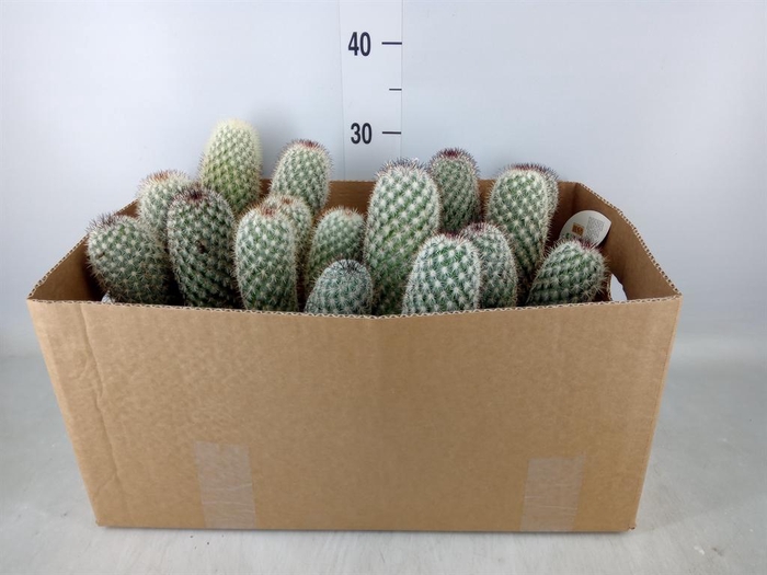 <h4>Mammillaria spinosissima</h4>