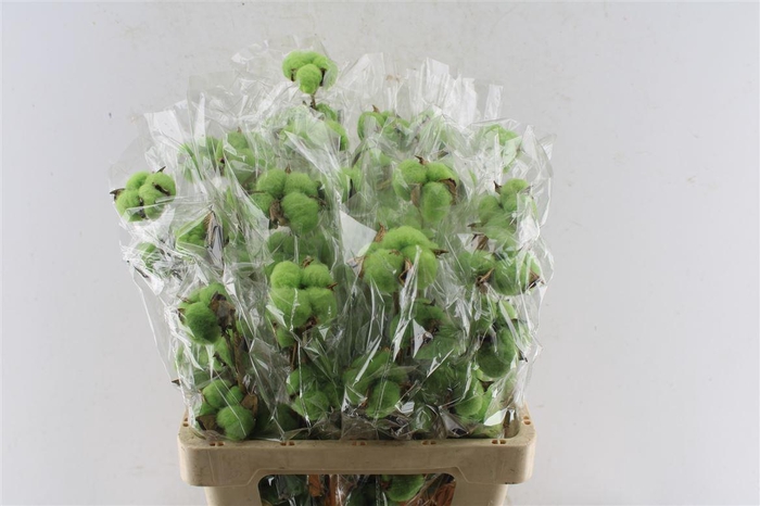 <h4>Katoen Dark Green</h4>