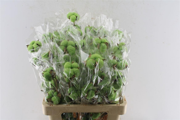 <h4>Katoen Dark Green</h4>