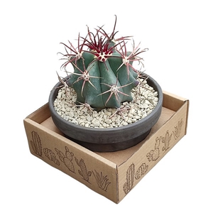 Ferocactus Emoryi Keramiek Terracotta