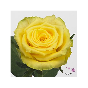 Rosa Good Times