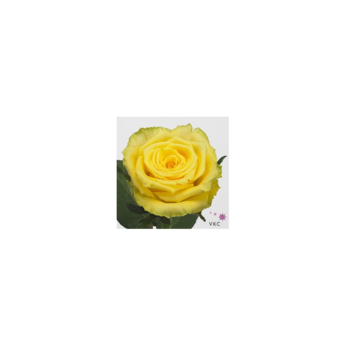 <h4>Rosa Good Times</h4>