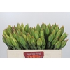 Leucadendron Procerum