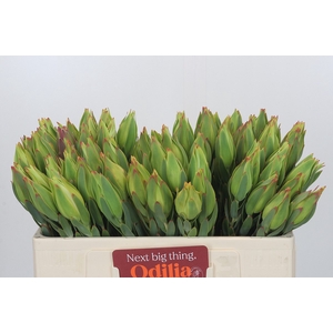 Leucadendron Procerum