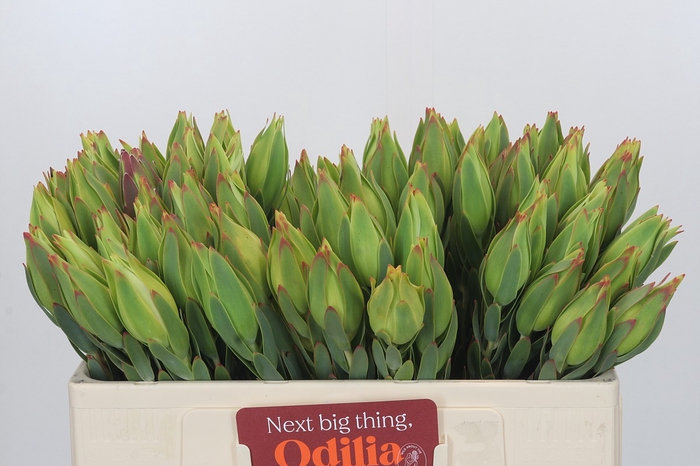 <h4>Leucadendron Procerum</h4>
