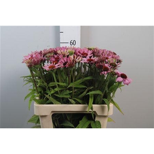 Echi Purpurea